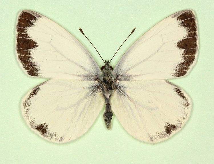 Pieris napi male (aberrant form funebris) (Internet Image property of respective owner, non-commercial use only)
